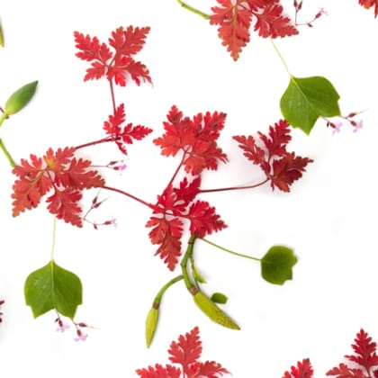 FRONT YARD, yellow Poplar & Herb-Robert