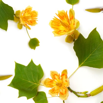 PATIO, yellow poplar