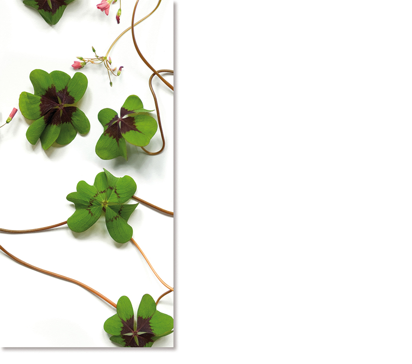 POB_walltextile_Clover