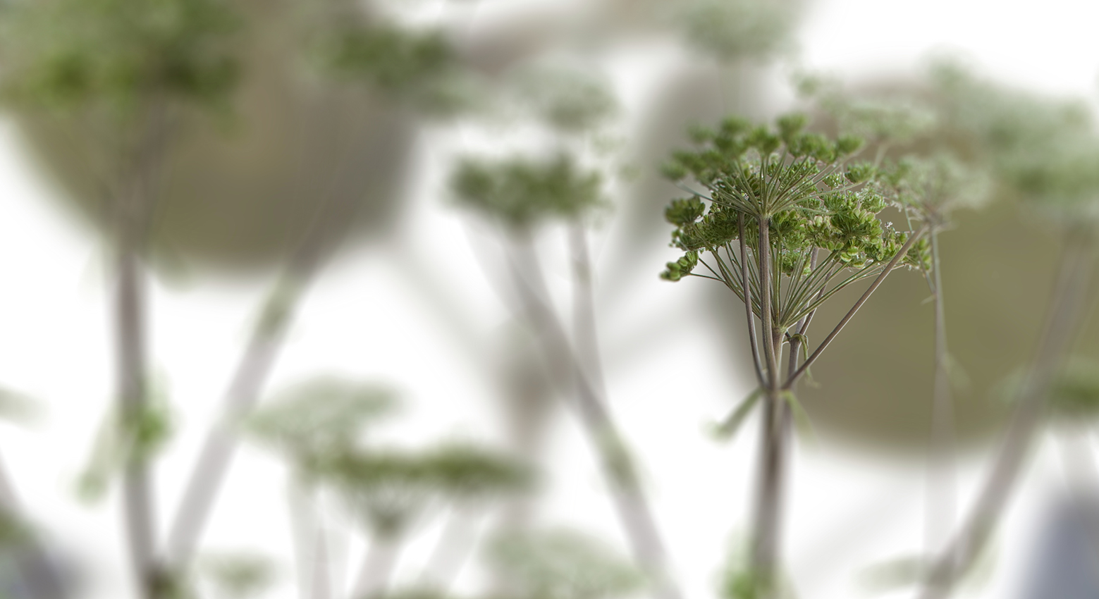 Muurbloem design studio gordijnstoffen collectie fauna resort stof margriet pattern view
