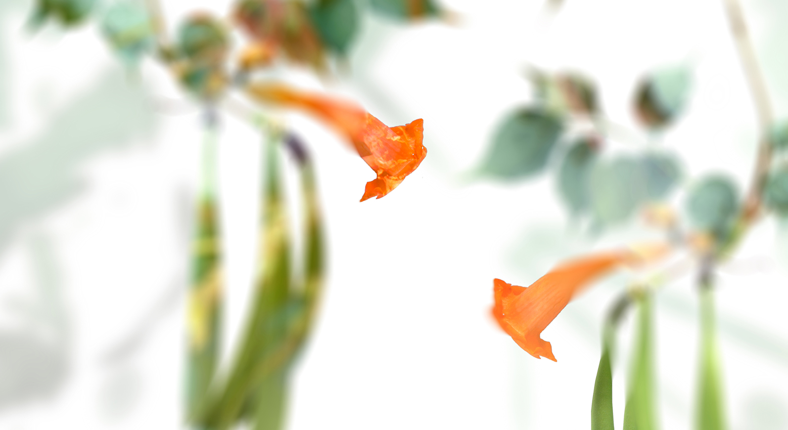 Muurbloem design studio gordijnstoffen collectie fauna resort stof rachel pattern view 