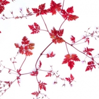 muurbloem moodboardn-afbeelding-59