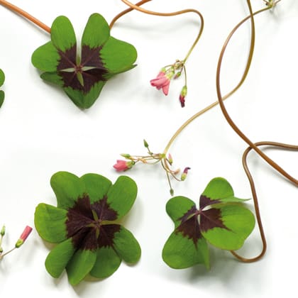 flowers + leaves