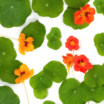 PARK, nasturtium