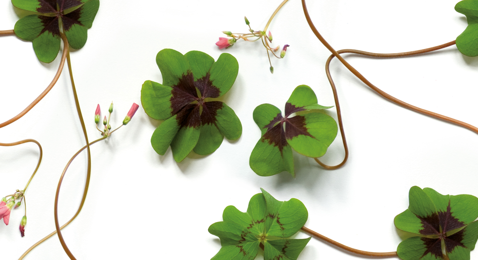 Muurbloem design studio gordijnstoffen collectie flowers + leaves  stof margriet pattern view
